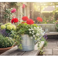 Pots & Planters