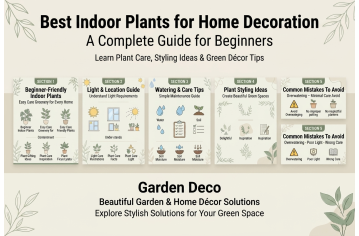 Best Indoor Plants for Home Decoration: Complete Guide for Begin Best Indoor Plants for Home Decoration: Complete Guide for Begin